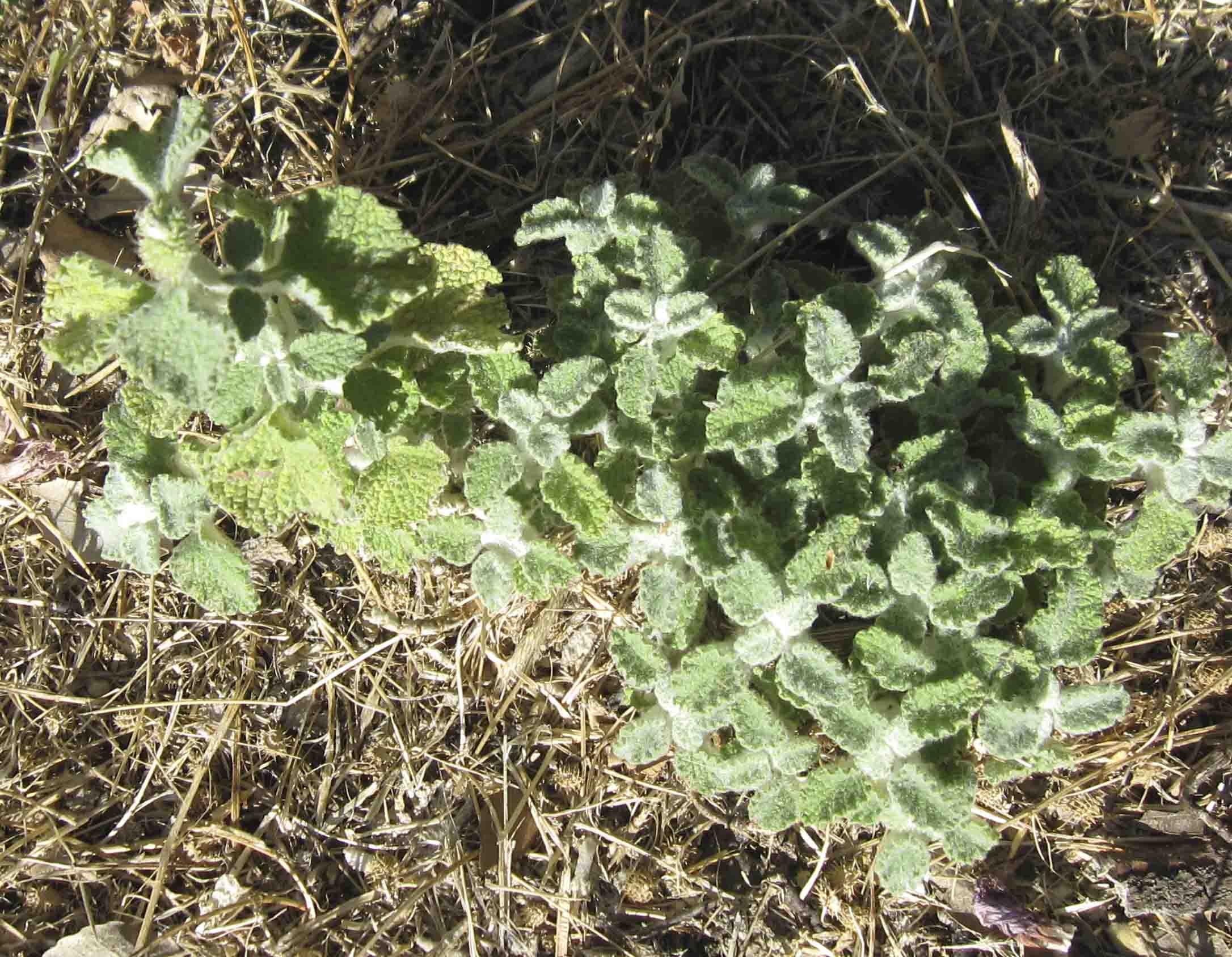 Marrubium vulgare